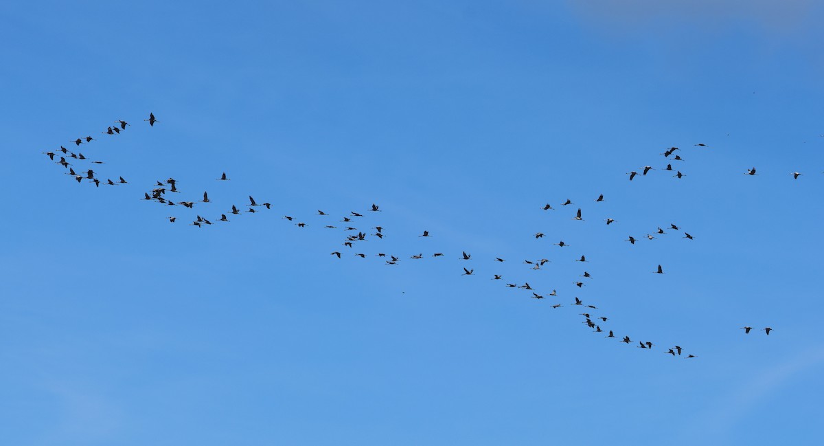 Common Crane - ML645602820