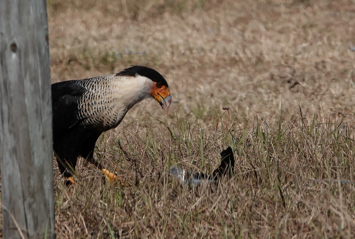 Crested Caracara - ML645602821