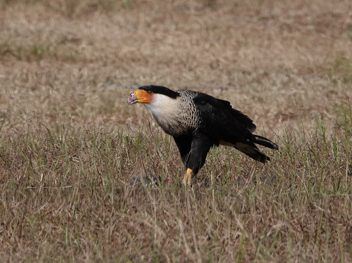 Crested Caracara - ML645602822