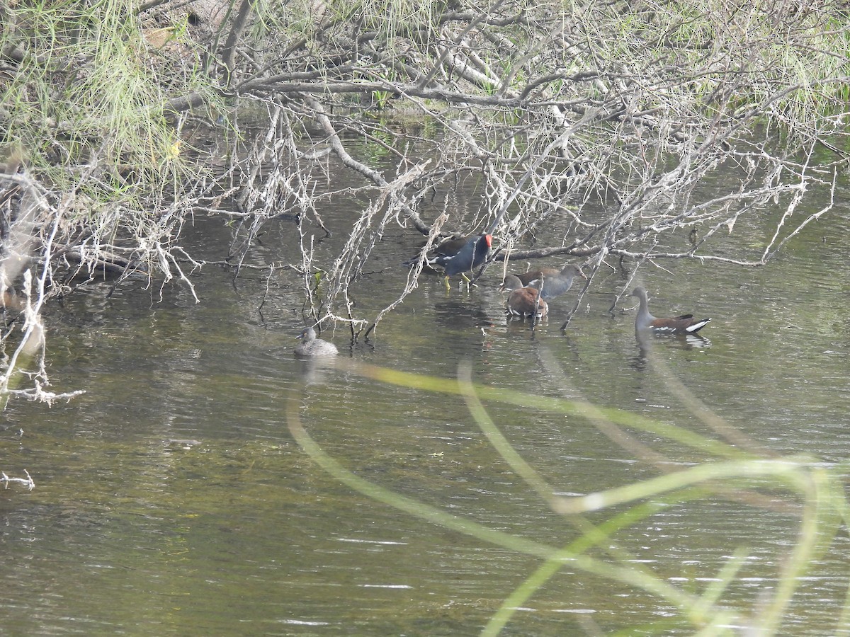 Common Gallinule - ML645602823