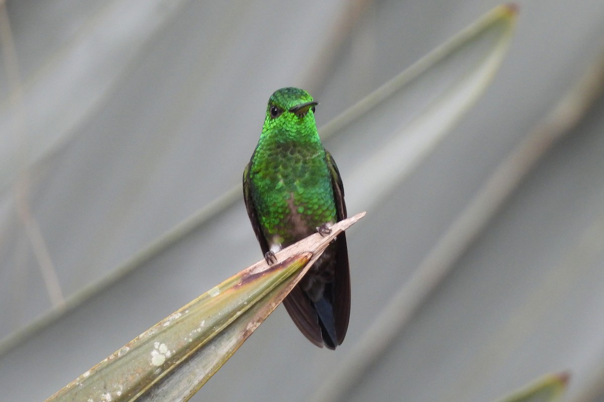 Western Emerald - ML645602824