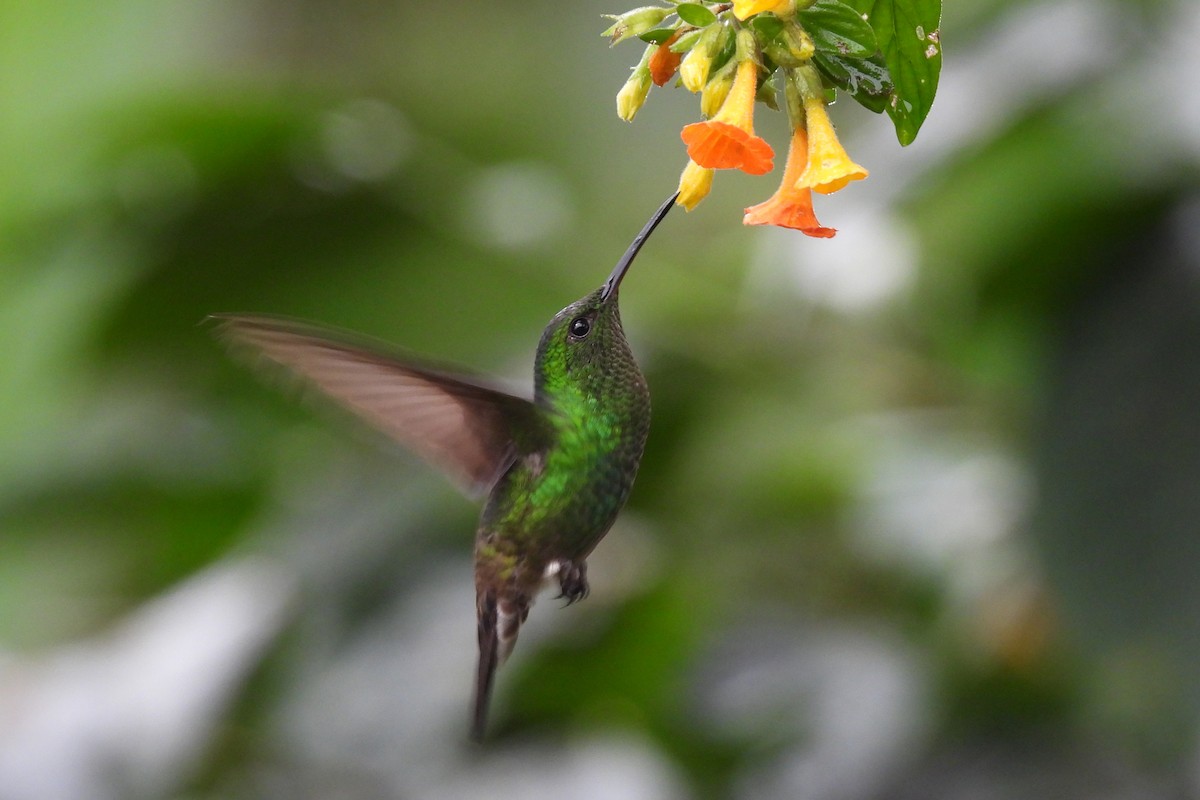 Western Emerald - ML645602825