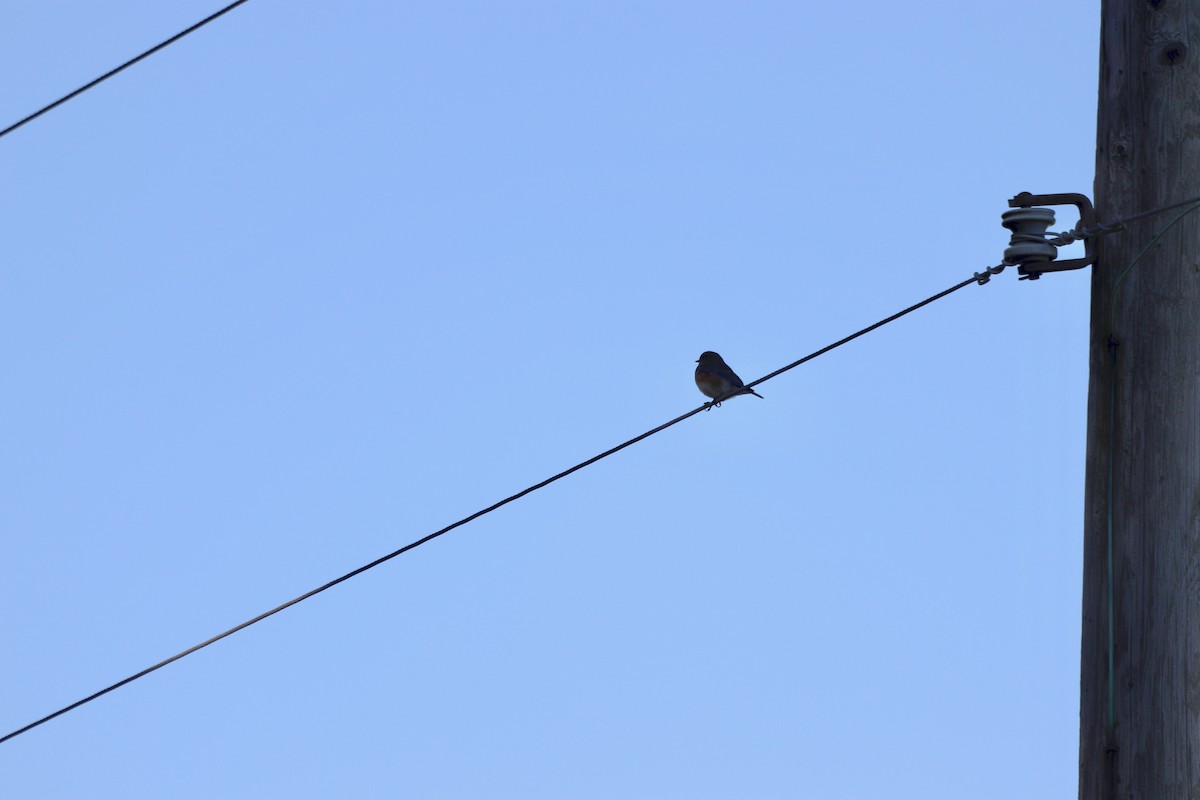 Eastern Bluebird - ML645602826