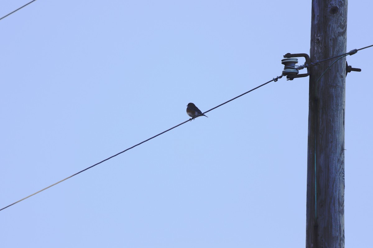 Eastern Bluebird - ML645602827