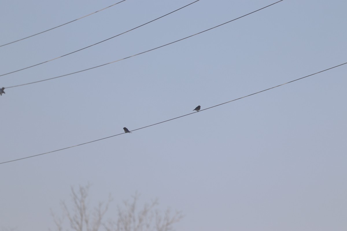 Eastern Bluebird - ML645602830