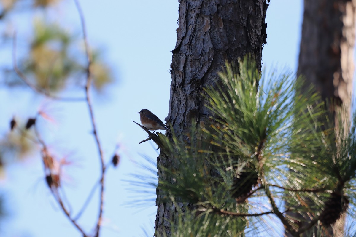 Eastern Bluebird - ML645602831