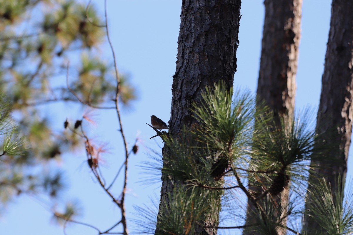 Eastern Bluebird - ML645602832