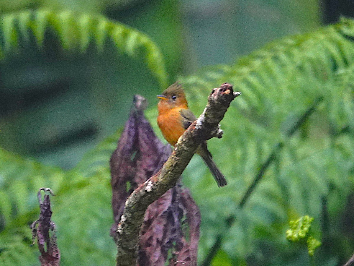 Tufted Flycatcher - ML645602842