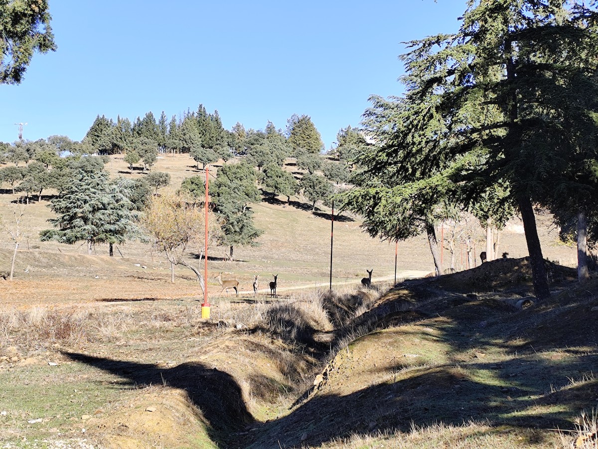 European Red Deer - ML645602844