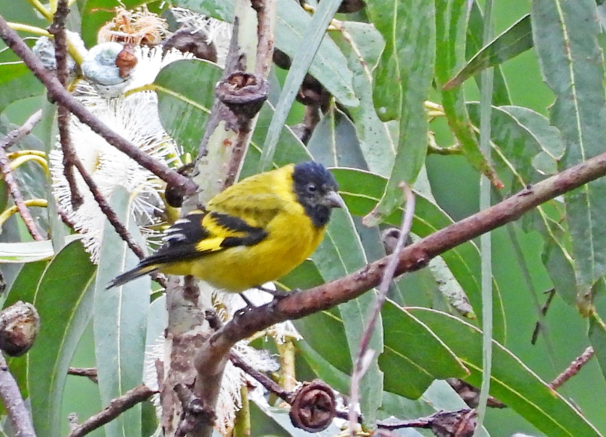 čížek jihoamerický - ML645602845