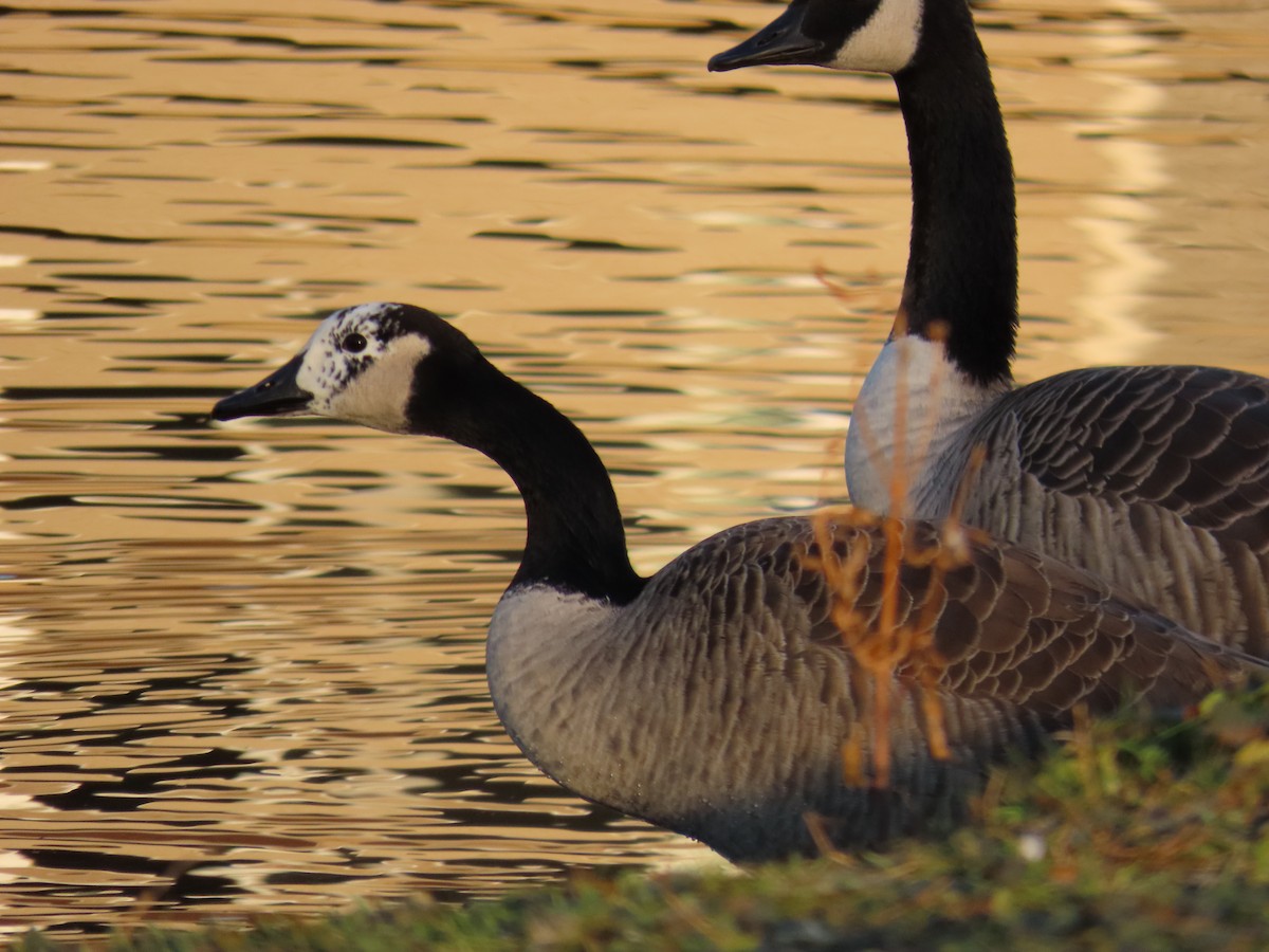 Canada Goose - ML645602847