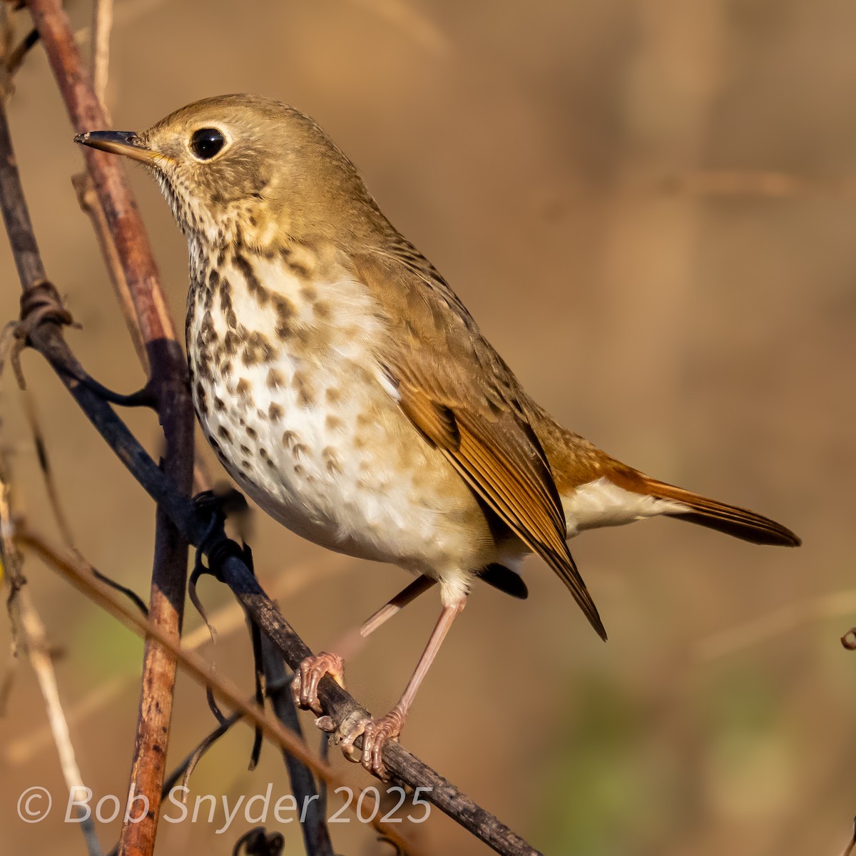 Hermit Thrush - ML645602858