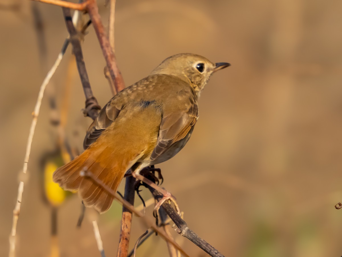 Hermit Thrush - ML645602859