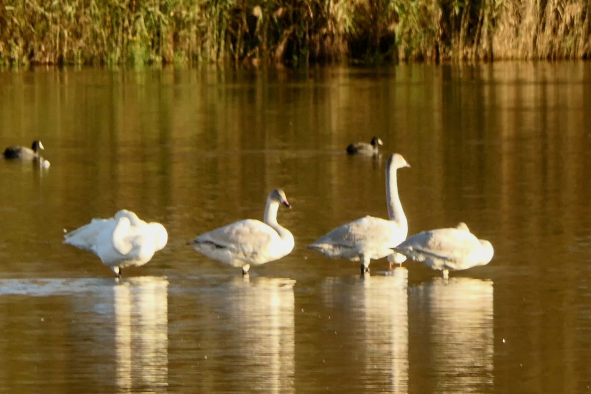 labuť malá - ML645602860