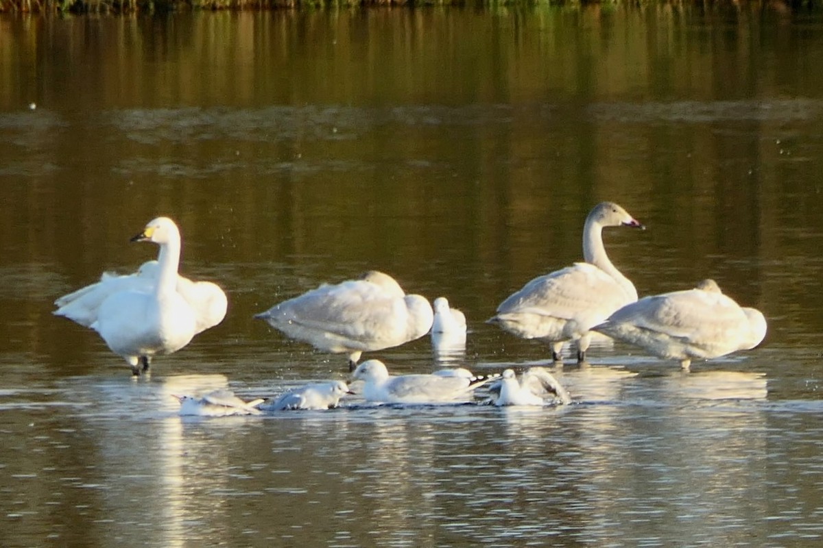 labuť malá - ML645602861