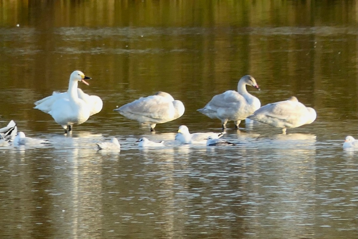 labuť malá - ML645602862