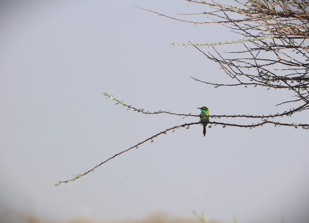 Arabian Green Bee-eater - ML645602871