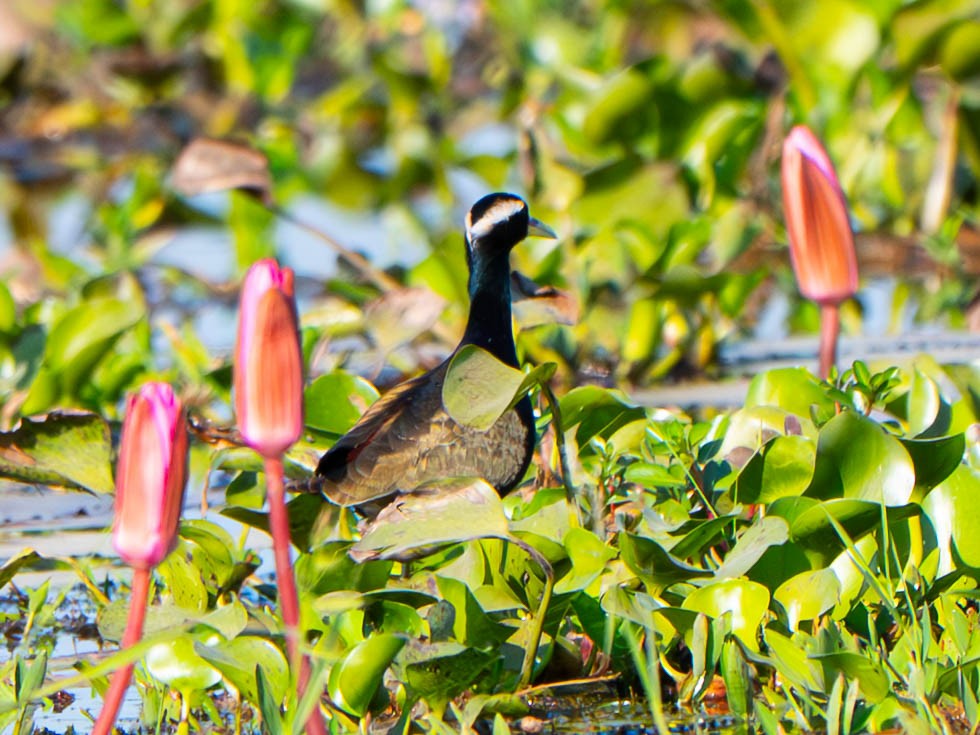 ostnák hnědoocasý - ML645602873