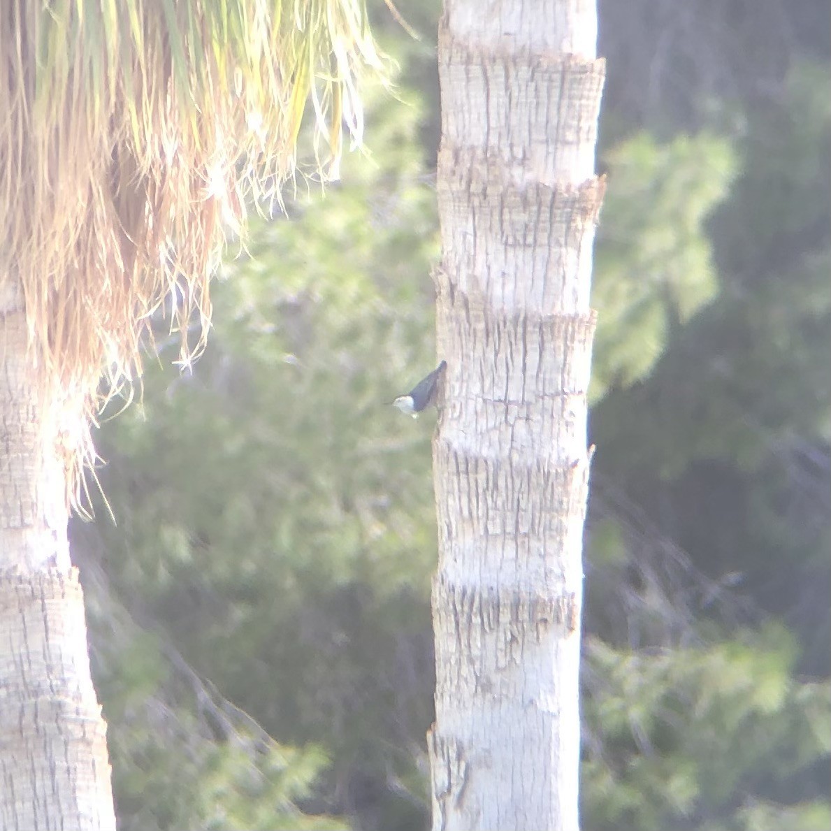White-breasted Nuthatch - ML645602875