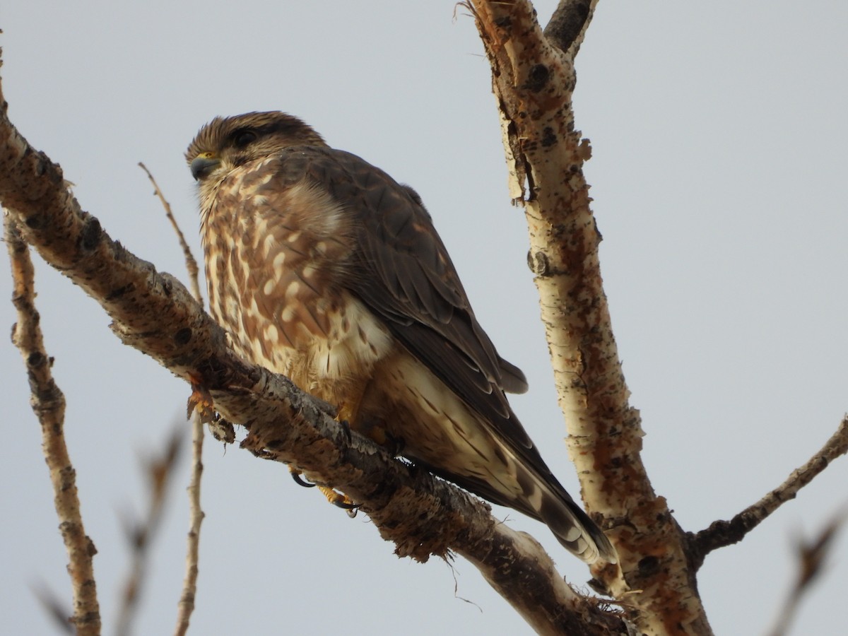 Merlin - ML645602891