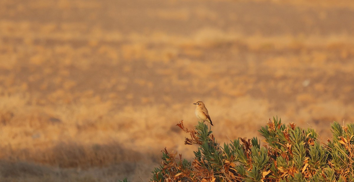 Collalba Isabel - ML645602896