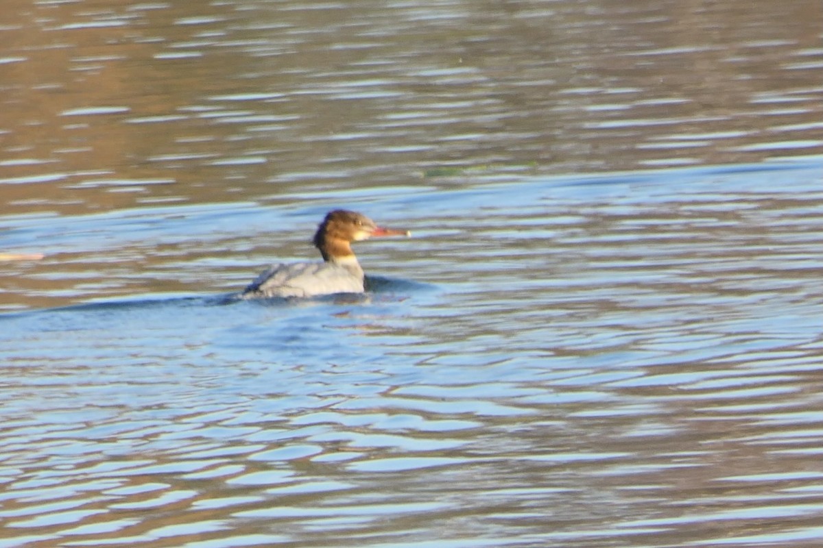 morčák velký - ML645602897