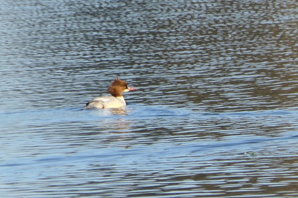 morčák velký - ML645602899