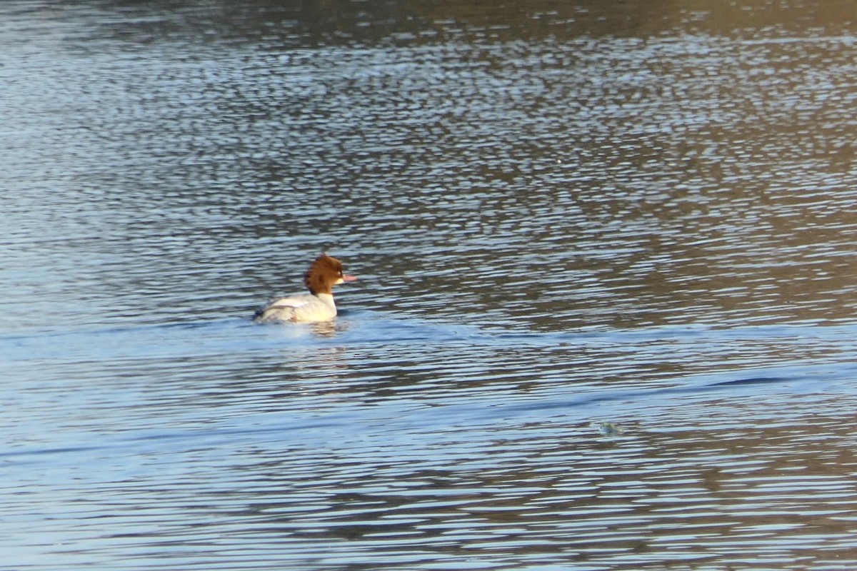 morčák velký - ML645602900