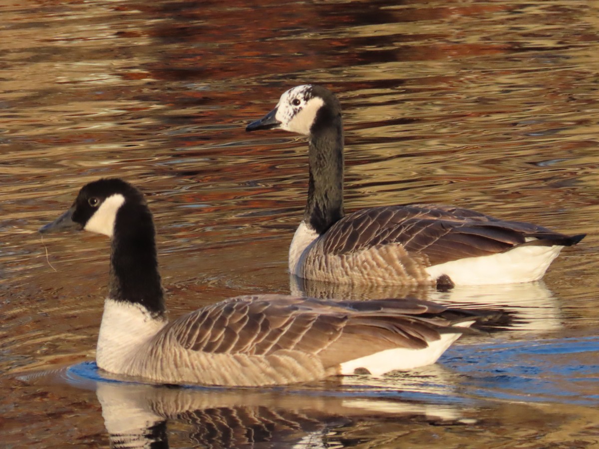 Canada Goose - ML645602902