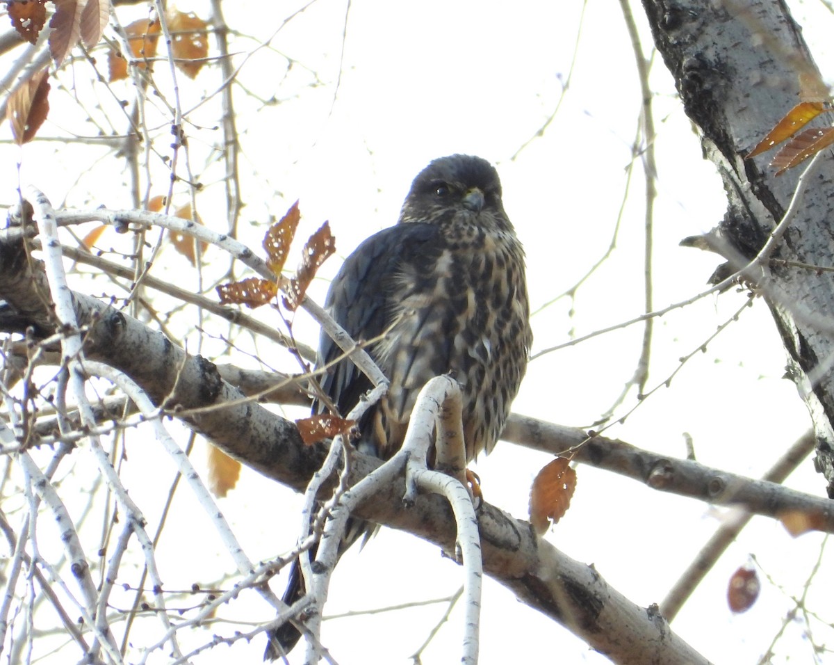 Merlin - ML645602905