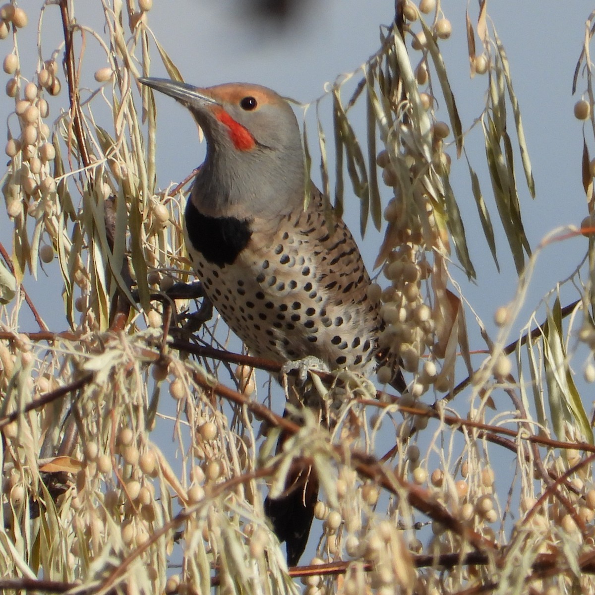 Northern Flicker (Red-shafted) - ML645602913
