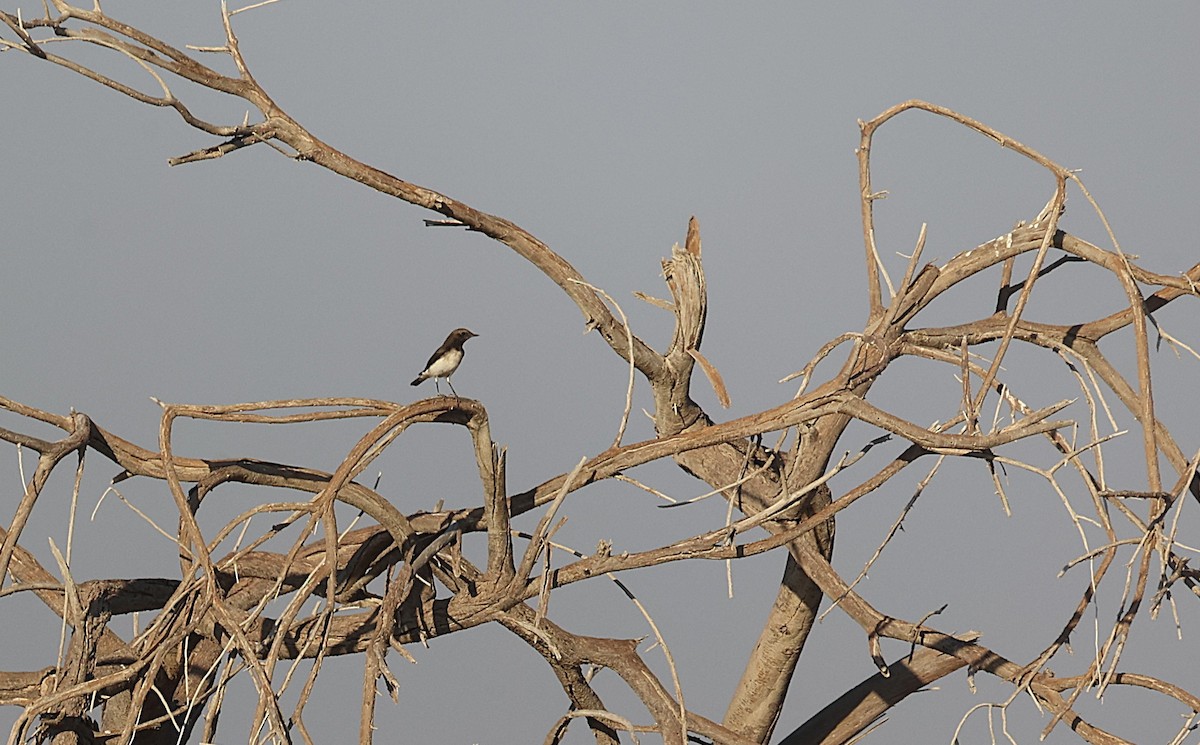 Variable Wheatear - ML645602915