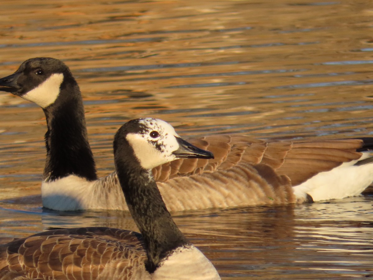 Canada Goose - ML645602919