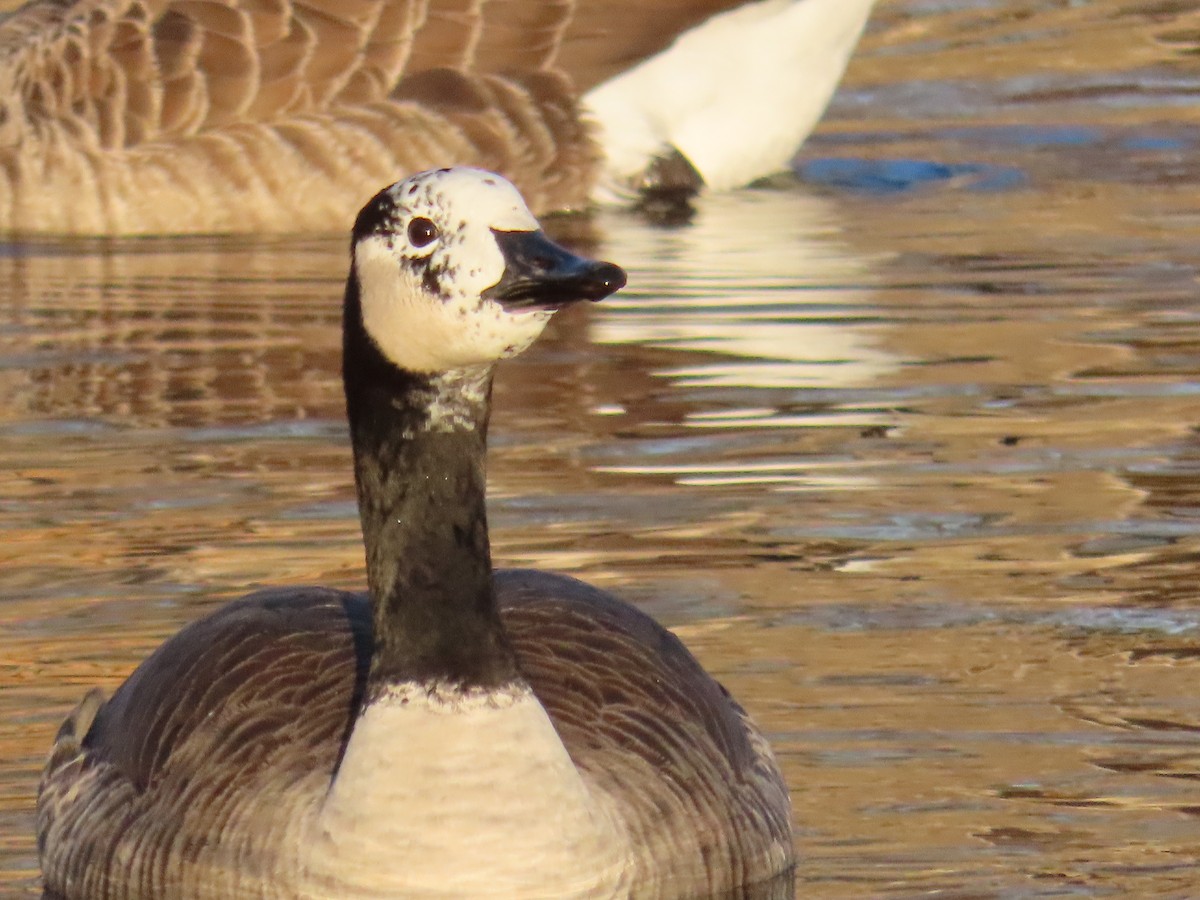 Canada Goose - ML645602920
