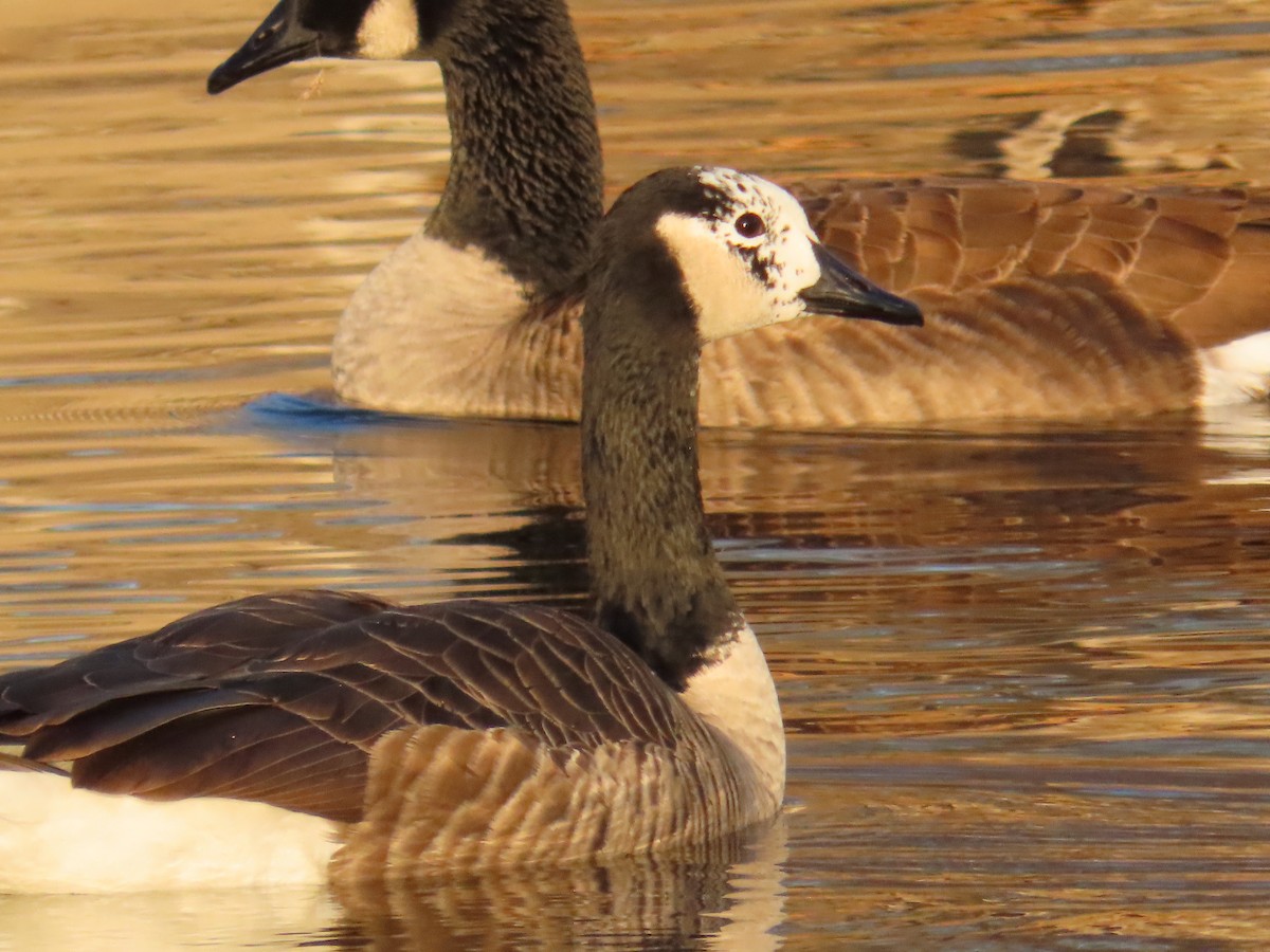 Canada Goose - ML645602921