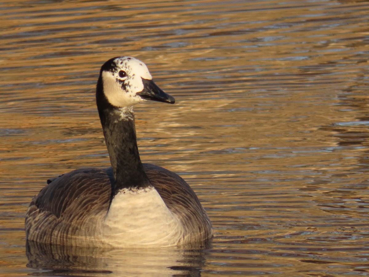 Canada Goose - ML645602922