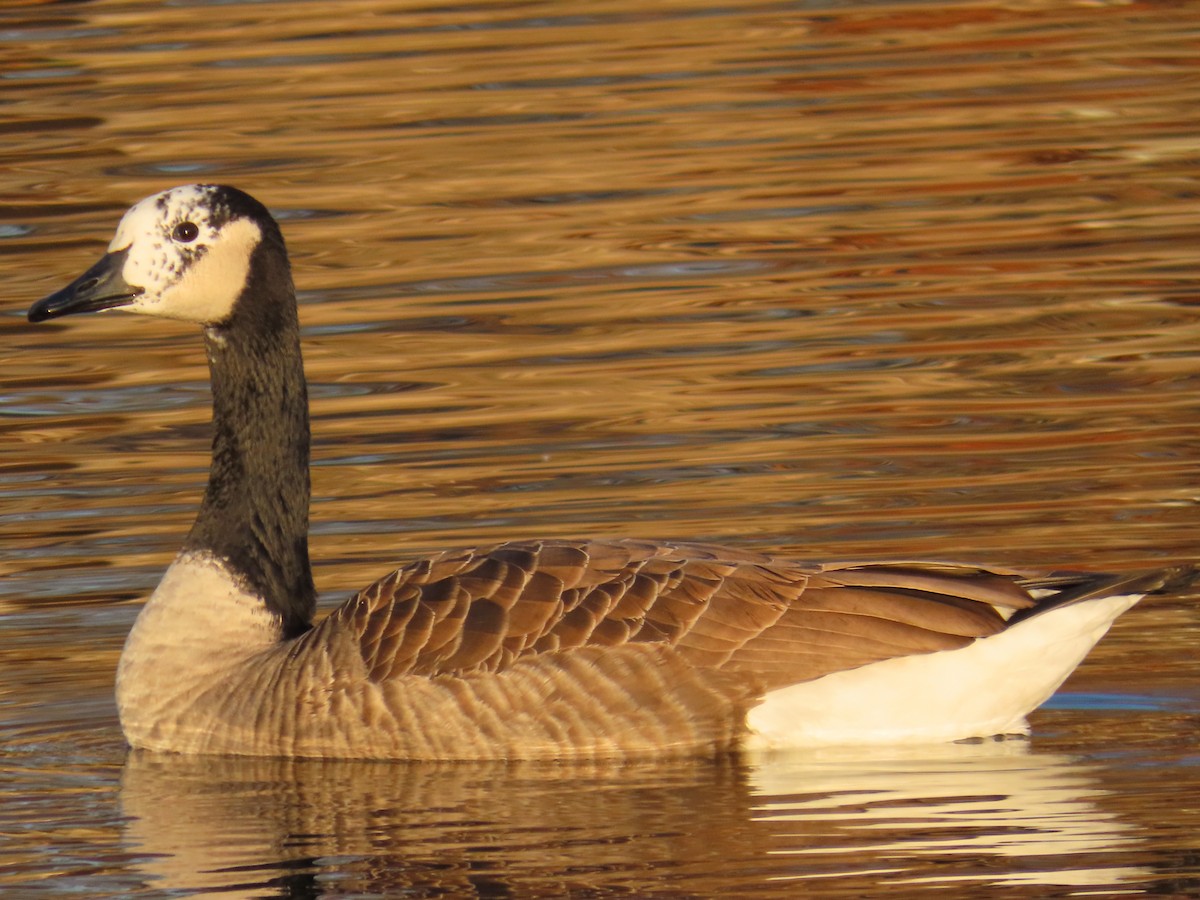 Canada Goose - ML645602923