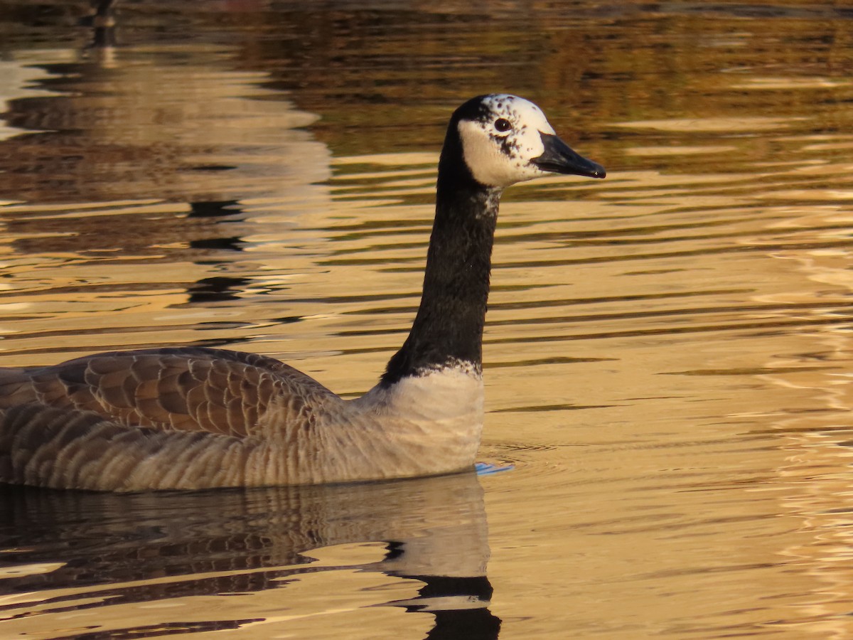 Canada Goose - ML645602924