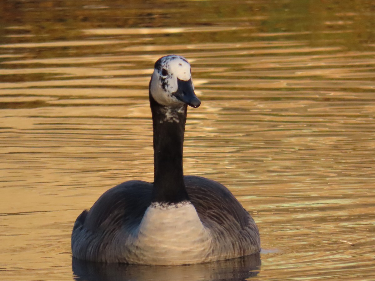 Canada Goose - ML645602925