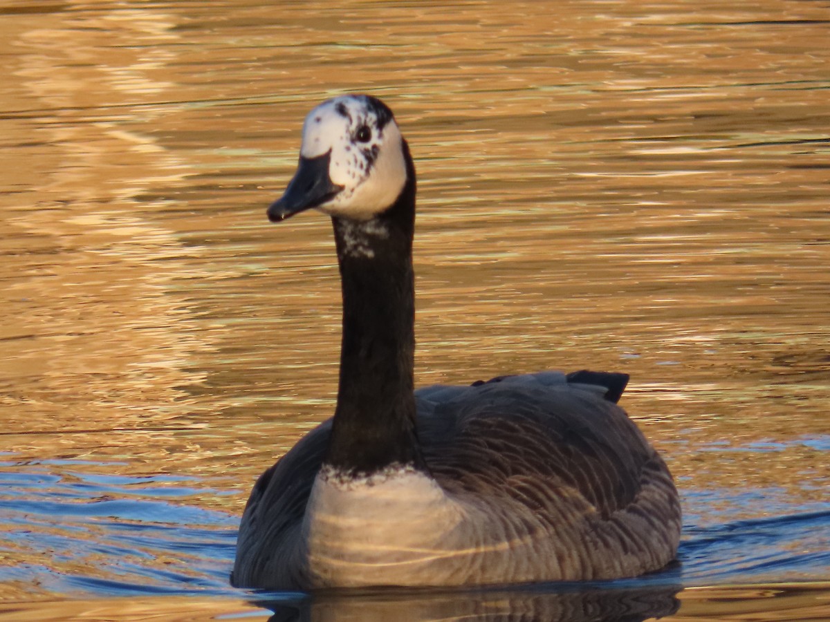 Canada Goose - ML645602926