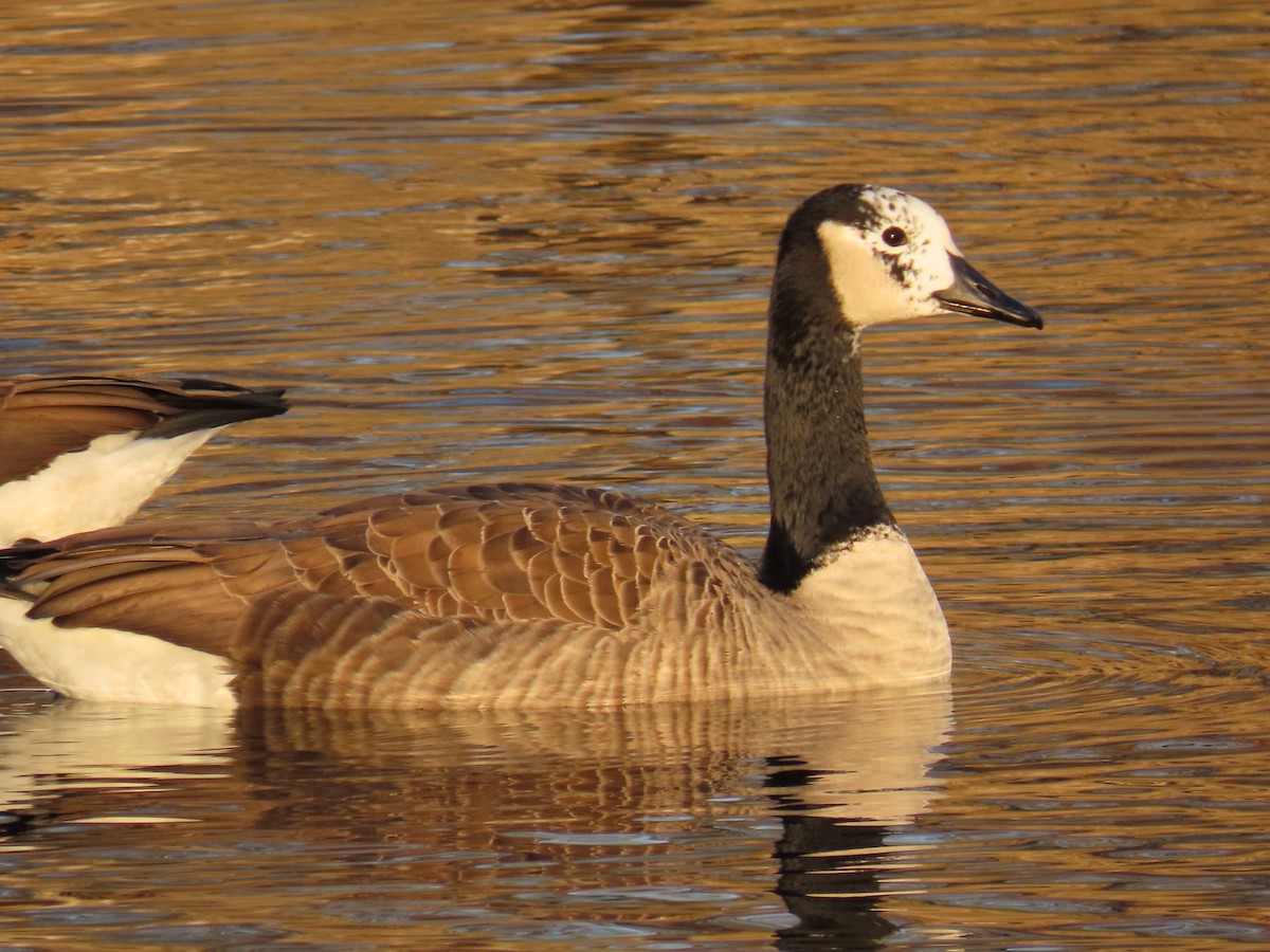 Canada Goose - ML645602927