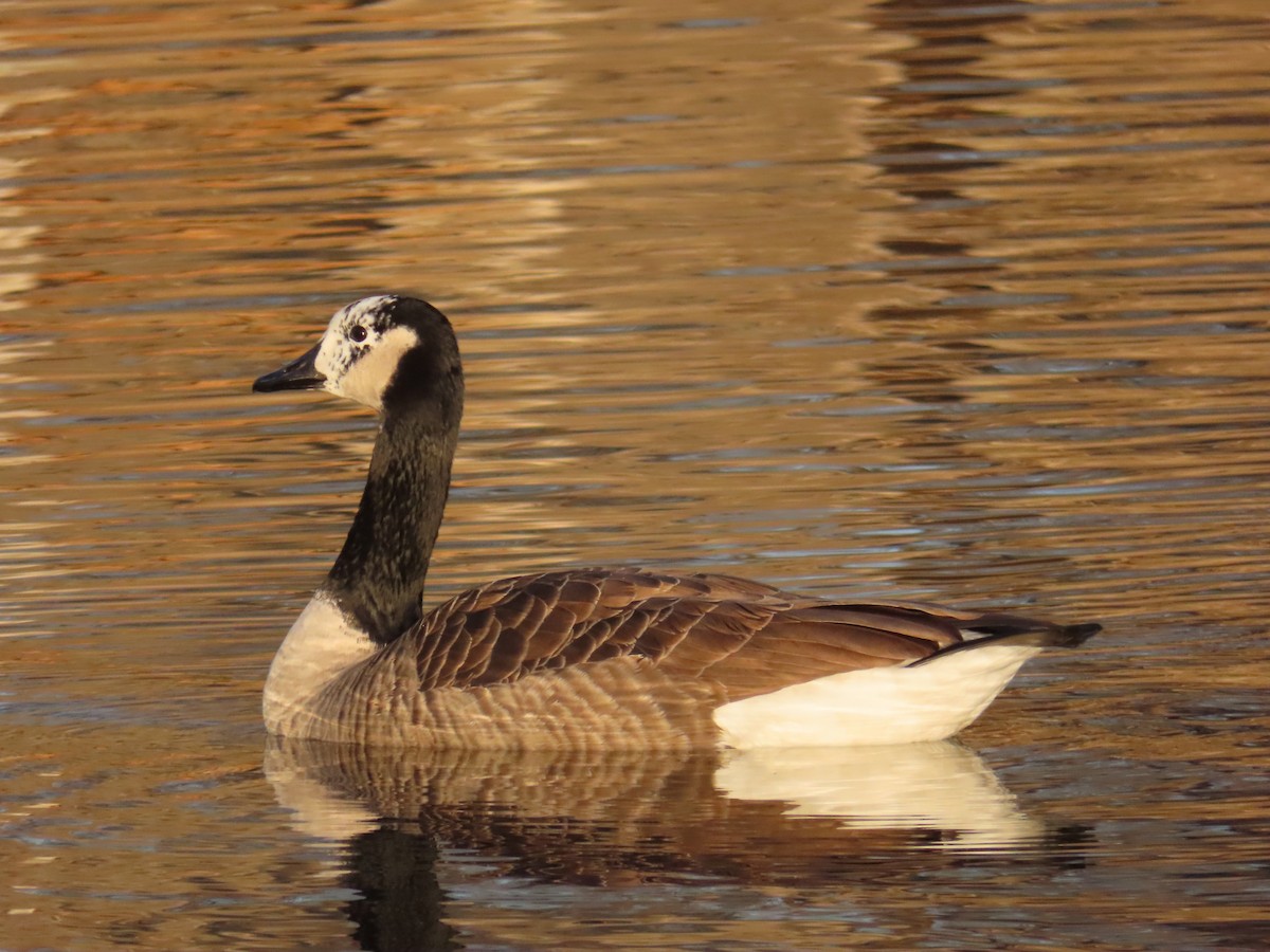 Canada Goose - ML645602928