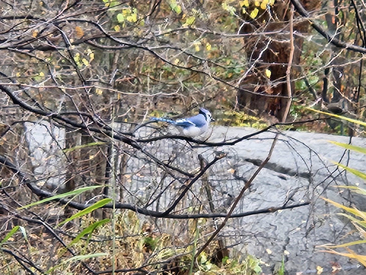 sojka chocholatá - ML645602929