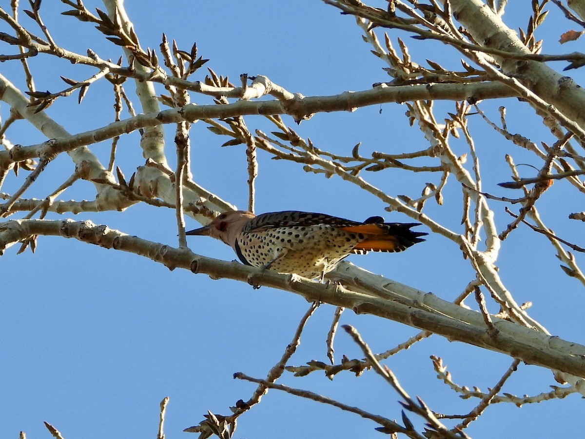 Carpintero Escapulario (Rojizo) - ML645602932