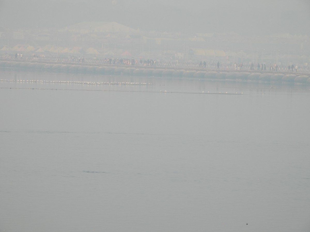 Black-headed/Brown-headed Gull - ML645602935