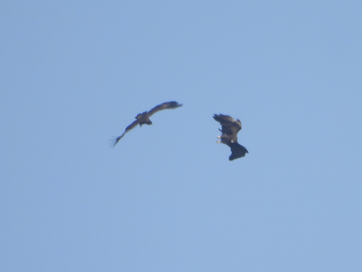 Black Eagle - ML645602937