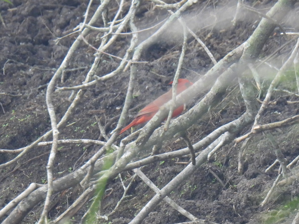 Northern Cardinal - ML645602940
