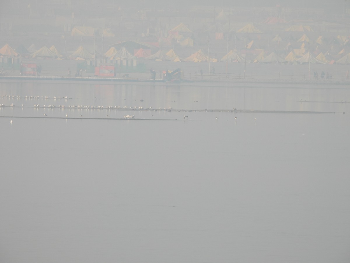 Black-headed/Brown-headed Gull - ML645602941