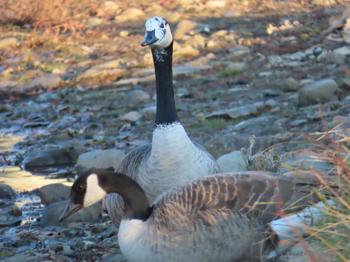 Canada Goose - ML645602946