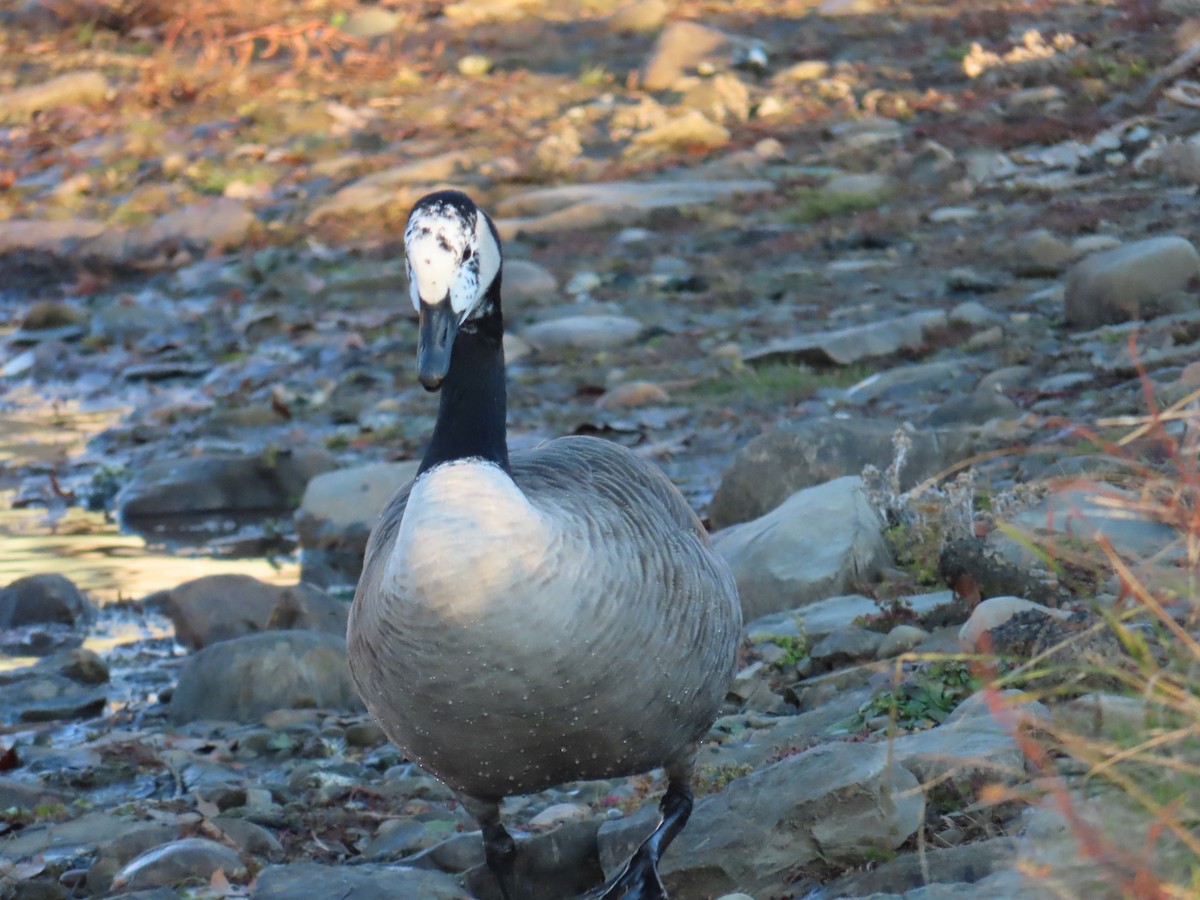 Canada Goose - ML645602947